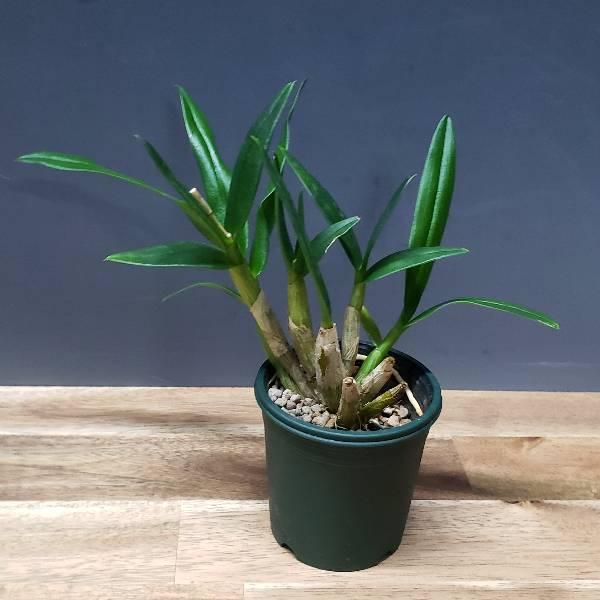 花なし株】 デンドロビューム グローバルビレッジ Den.Gloval Village