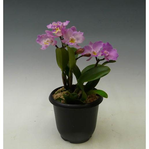 花なし株】 ソフロレリオカトレア ドリスアンド バイロン 'クリスマス