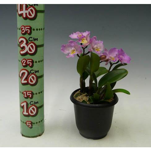 花なし株】 ソフロレリオカトレア ドリスアンド バイロン 'クリスマス