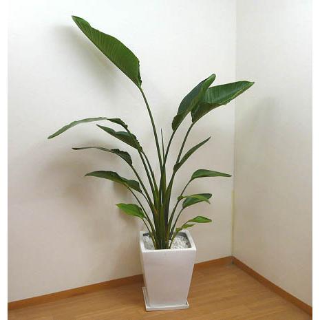 個人宛配送不可】 観葉植物 ストレリチア オーガスタ 高さ170cm 10号鉢 
