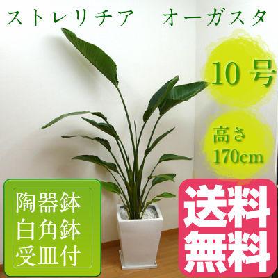 観葉植物】 ストレリチア オーガスタ 受皿付