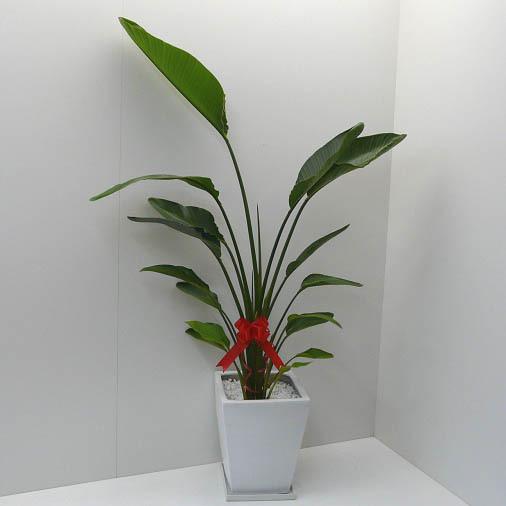 個人宛配送不可】 観葉植物 ストレリチア オーガスタ 高さ170cm 10号鉢 