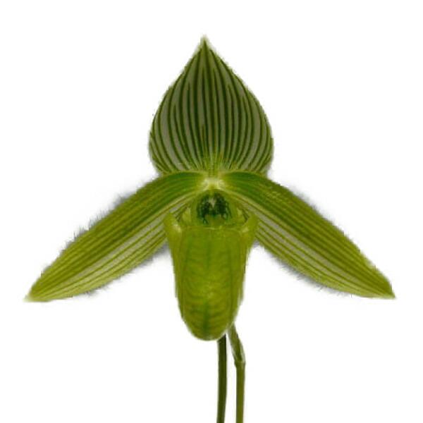 【花なし株】 パフィオペディラム ワーディー アルバム Paph.wardii var. album 原種 3号鉢 20cm 開花サイズ(BS)の画像