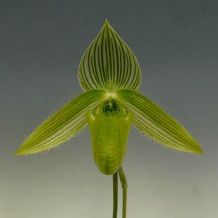 【花なし株】 パフィオペディラム ワーディー アルバム Paph.wardii var. album 原種 3号鉢 20cm 開花サイズ(BS)の画像