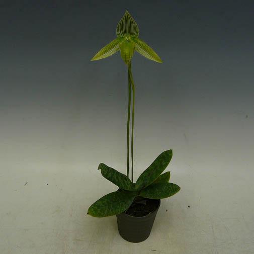 【花なし株】 パフィオペディラム ワーディー アルバム Paph.wardii var. album 原種 3号鉢 20cm 開花サイズ(BS)の画像