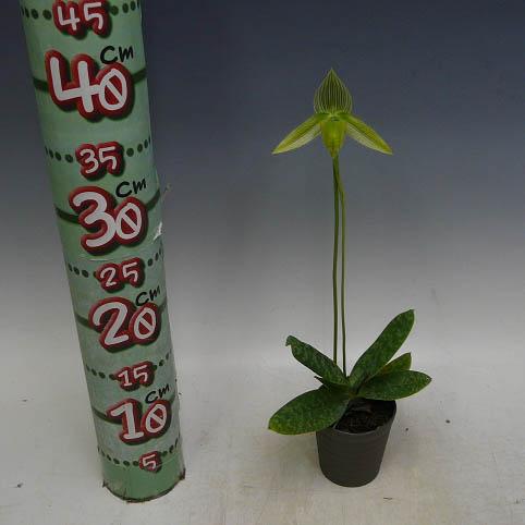【花なし株】 パフィオペディラム ワーディー アルバム Paph.wardii var. album 原種 3号鉢 20cm 開花サイズ(BS)の画像