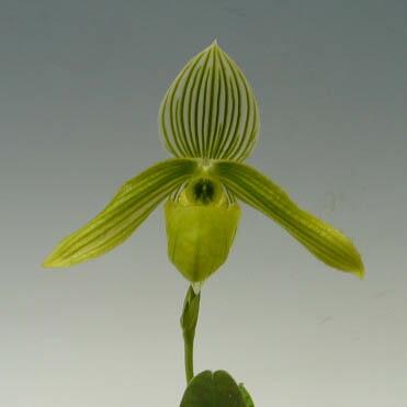 【花なし株】 パフィオペディラム ワーディー アルバム Paph.wardii var. album 原種 3号鉢 20cm 開花サイズ(BS)の画像