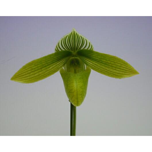 【花なし株】 パフィオペディラム ワーディー アルバム Paph.wardii var. album 原種 3号鉢 20cm 開花サイズ(BS)の画像
