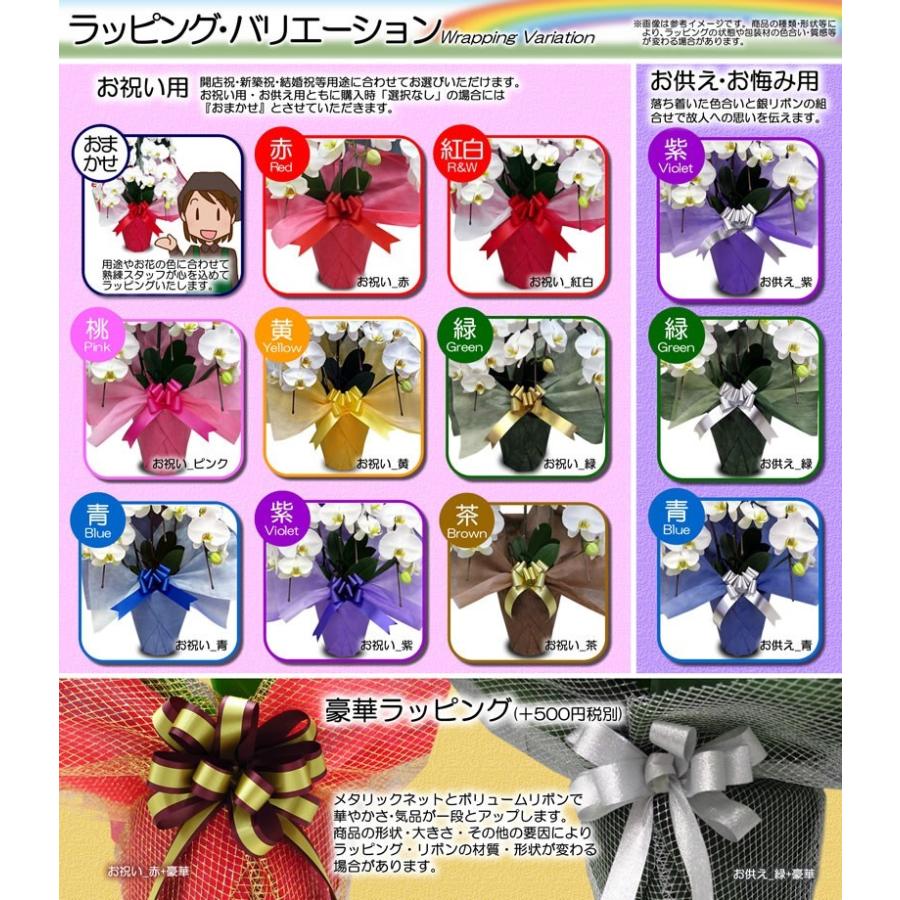 特殊な技術で染め上げた 胡蝶蘭 大輪 ブルーエレガンス 3本立ち 送料無料|youran|04