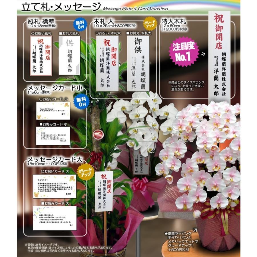 特殊な技術で染め上げた 胡蝶蘭 大輪 ブルーエレガンス 3本立ち 送料無料|youran|05