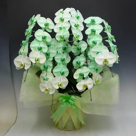 特殊な技術で染め上げた　胡蝶蘭　大輪　グリーンエレガンス　５本立ち