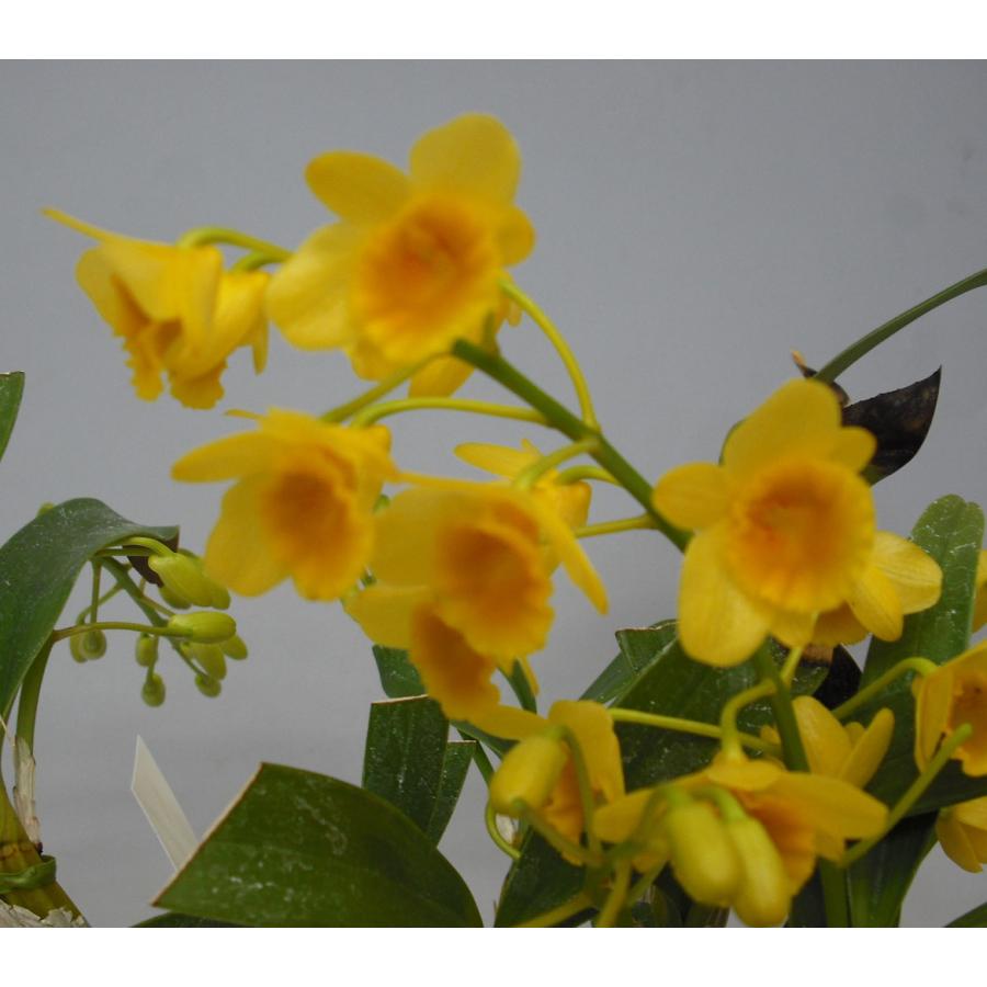 花なし株】 デンドロビューム クリソトキサム Den.chrysotoxum