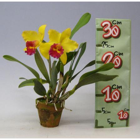 花なし株】 リンコレリオカトレア スウィートシュガー 'ミユキ' Rlc