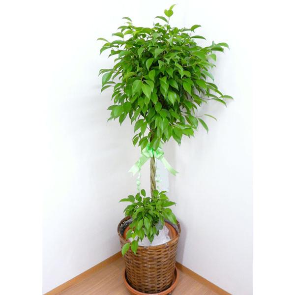 観葉植物 フィカス ベンジャミン 10号鉢 茶かご 受け皿付き ブラウンバスケット 高さ150 160cm程度 大型 インテリアグリーン ギフト ゴムの木 寒さに強い Benjamina 10 スズキラン園 通販 Yahoo ショッピング