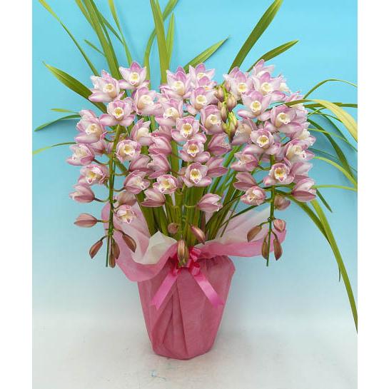 アーチ仕立て シンビジューム あんみつ姫 4本立ち 送料無料