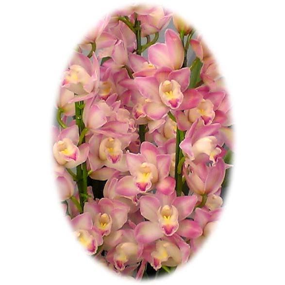 アーチ仕立て シンビジューム あんみつ姫 4本立ち 送料無料