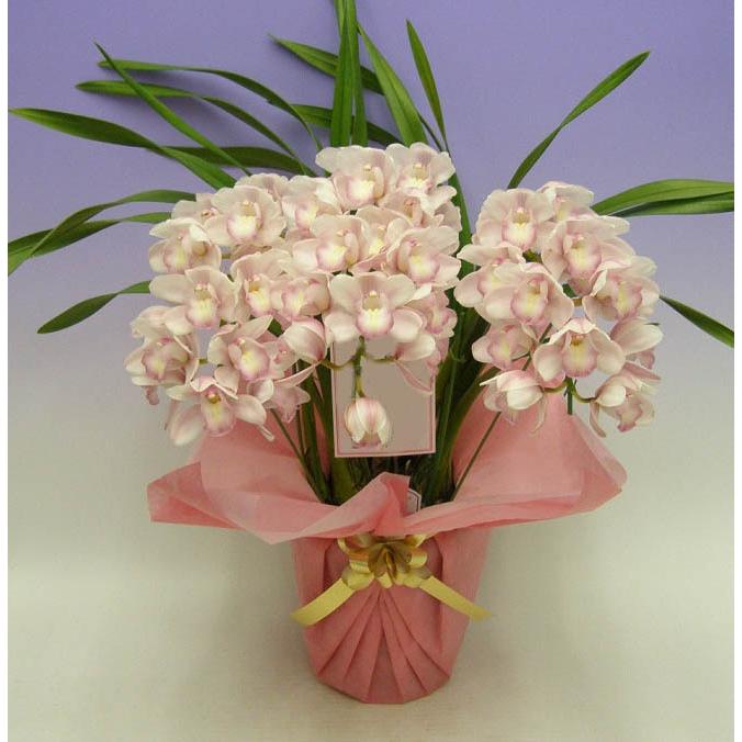 アーチ仕立て シンビジューム ピンク 3本立ち 送料無料 : スズキラン