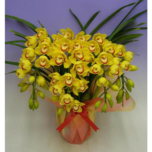 シンビジューム イエロー アーチ 4本立ち ラッピング付き : スズキラン