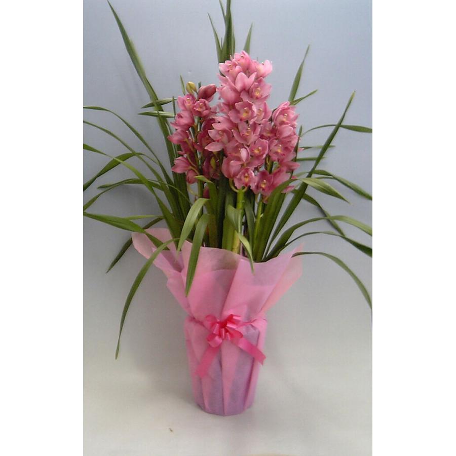 シンビジューム ピンク 直立 4本立ち 耐寒性 : スズキラン園 - 通販