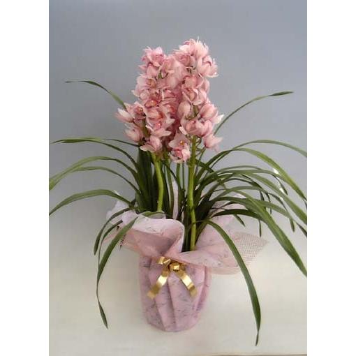 シンビジューム ピンク 直立 4本立ち 耐寒性 : スズキラン園 - 通販