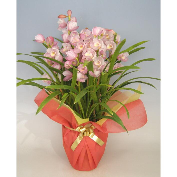 豪華 6本立ち シンビジューム ピンクペルペチュエル 6.5号 蕾多数