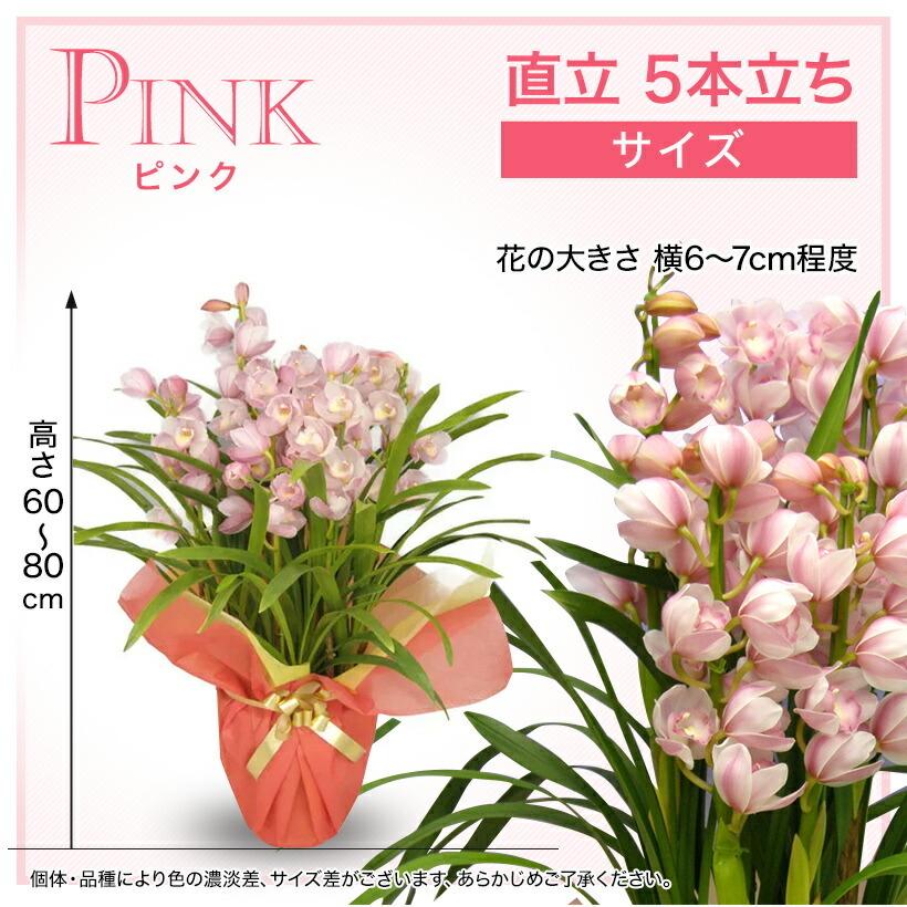 シンビジューム ピンク 5本立ち 送料無料 : スズキラン園 - 通販