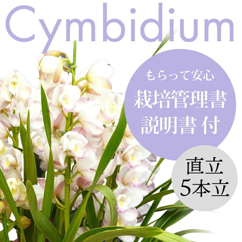 シンビジューム ピンク 5本立ち 送料無料 : スズキラン園 - 通販