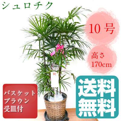 観葉植物 シュロチク 棕櫚竹 10号鉢 茶かご 受け皿付き ブラウン