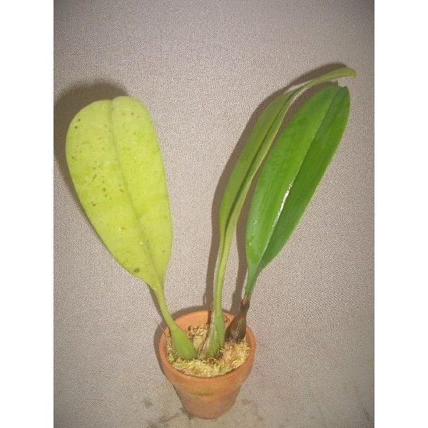 洋蘭苗 Bulb.echinolabium バルボフィラム属.エキノラビウム : 洋蘭花