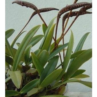 洋蘭苗 Bulb.scaberulum バルボフィラム属.スカベルラム : 洋蘭花市場