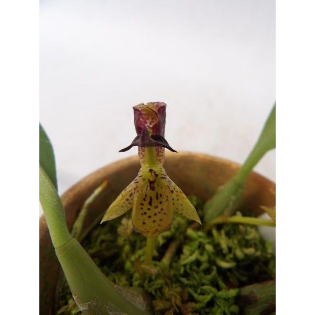［洋蘭原種］Bulb. sumatranum 洋蘭原種］Bulb. sumatranum