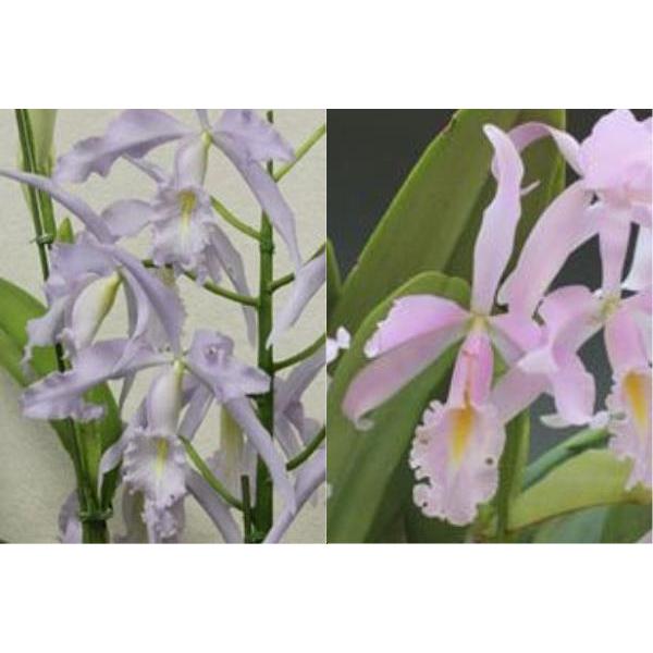 洋蘭苗 C. maxima coerulea'Hector'SM/JOGA x sib C.マキシマ セルレア