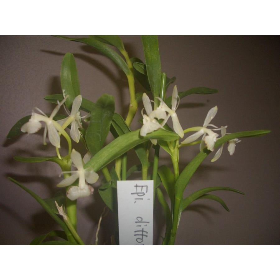 洋蘭苗 Epi Difforme White エピデンドラム ディフォルメ ホワイト Se0005 洋蘭花市場 通販 Yahoo ショッピング