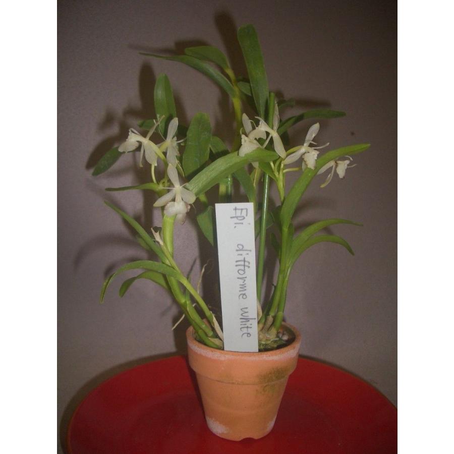 洋蘭苗 Epi Difforme White エピデンドラム ディフォルメ ホワイト Se0005 洋蘭花市場 通販 Yahoo ショッピング