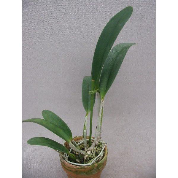 洋蘭苗 Lc.Imperial Wings 'Noble' SM/JOGA XC. CandyTuft 'Taffy