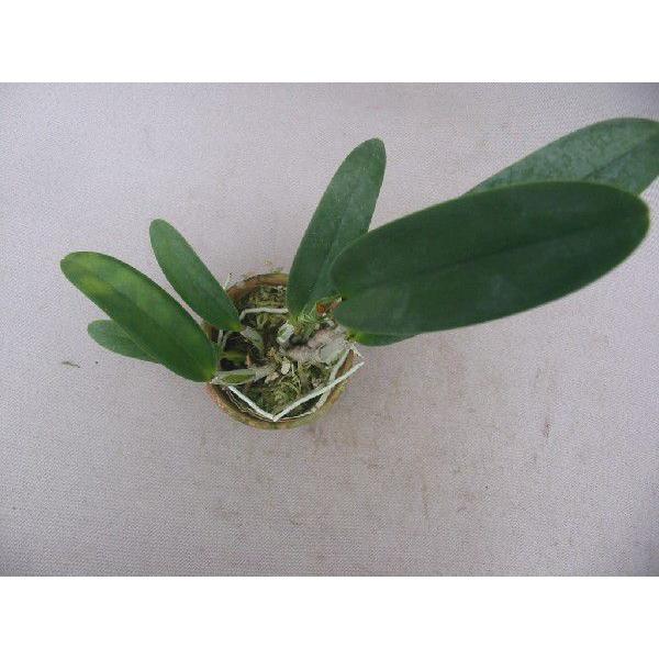 洋蘭苗 Lc.Imperial Wings 'Noble' SM/JOGA XC. CandyTuft 'Taffy