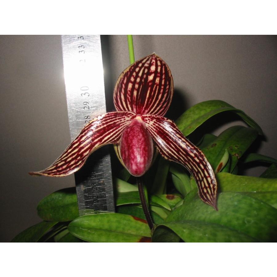 洋蘭苗 Paph. Rachael Anne Booth パフィオペディラム属ラサエル