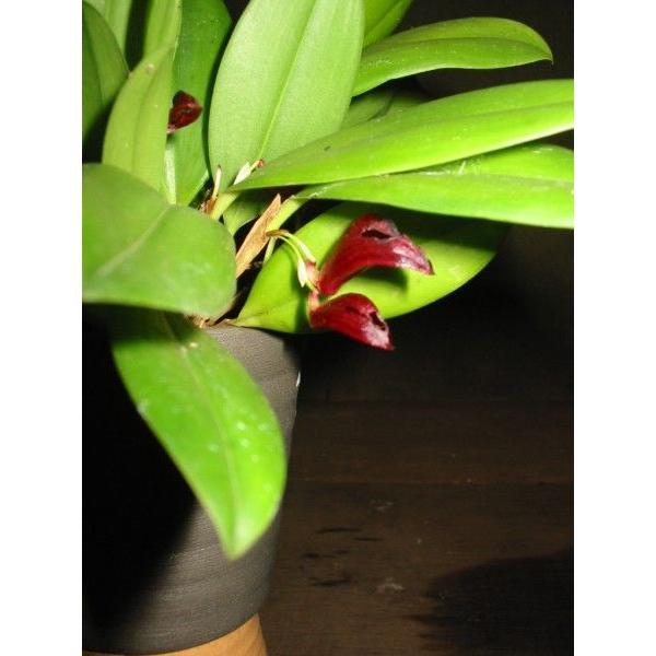 希少 洋ラン ズートロフィオン アトロパープリューム 着生 希少 洋ラン ズートロフィオン アトロパープリューム 着生