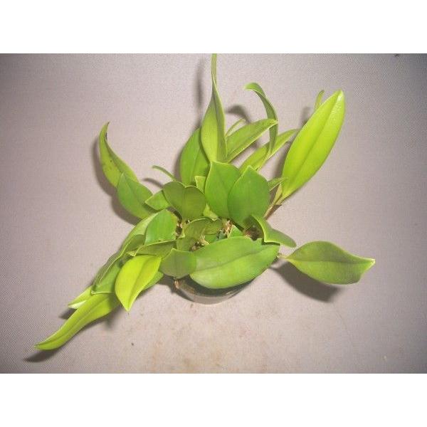 洋蘭苗 Zootrophion atropurpureum ズートロフィオン 属アトロパー