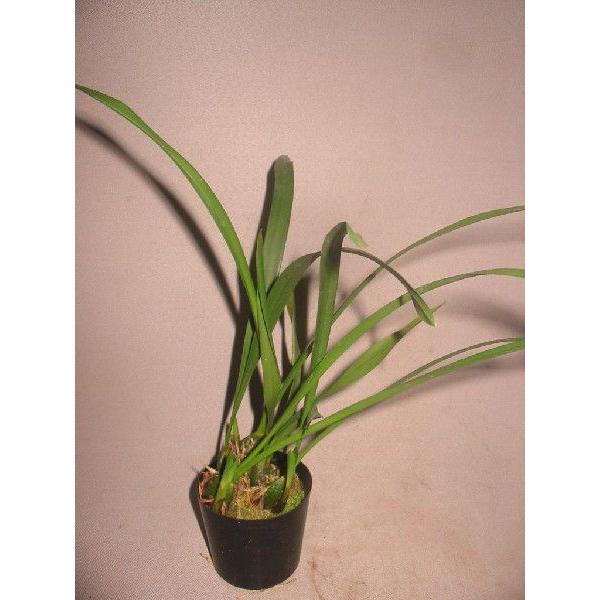 洋蘭苗 Maxillaria.porphyrostele マキシラリア.ポルフィロステレ|youranhanaitiba|02