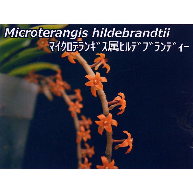 Microterangis.hildebrandtiiマイクロテランギス.ヒルデブランディー : 洋蘭花市場 - 通販 - Yahoo!ショッピング