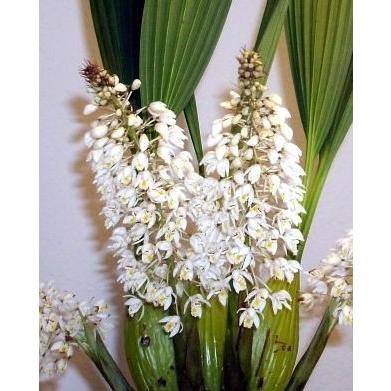 Coel.multiflora セロジネ属、マルチフローラ : 洋蘭花市場 - 通販