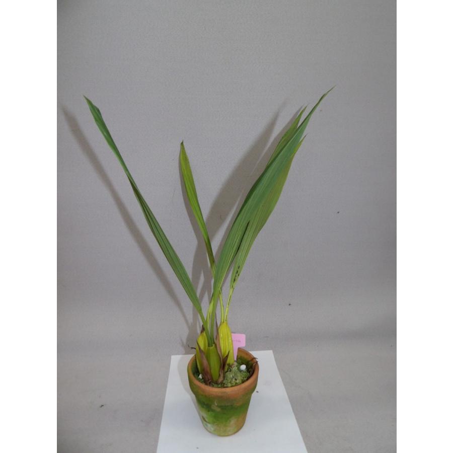 Coel.multiflora セロジネ属、マルチフローラ : 洋蘭花市場 - 通販
