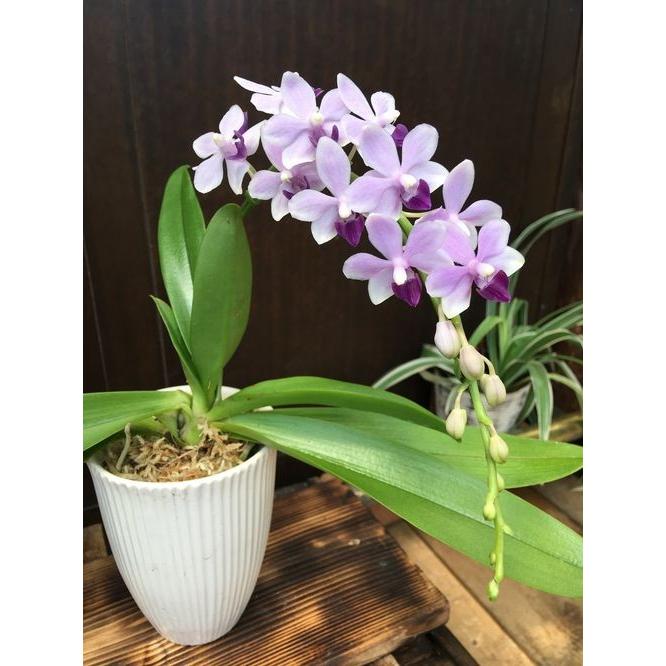 洋蘭 Phal.'Blue Twinkle' ファレノプシス 属'ブルートゥインクル