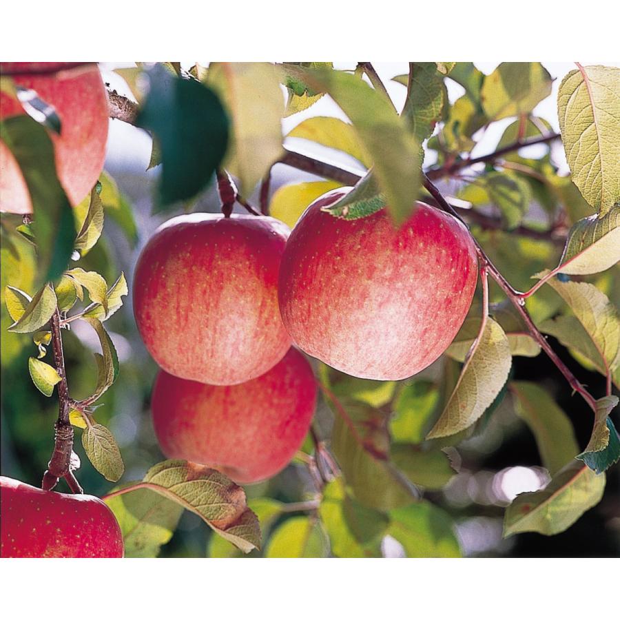 りんごジュース 山形代表 りんご 160g×20缶入×2ケース ストレート果汁100％ 送料無料 ギフト 熨斗 | SUN＆LIV | 04