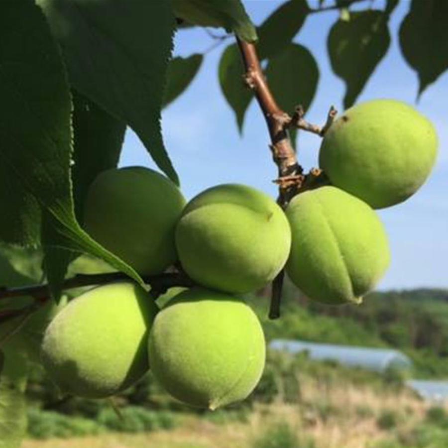 梅 生梅 7月9日以降出荷 生 青梅 3kg 産地直送 岩手県軽米町 豊後梅 梅酒用 カリカリ梅 梅干し 梅漬けなどに 2840 ハイマート 通販 Yahoo ショッピング