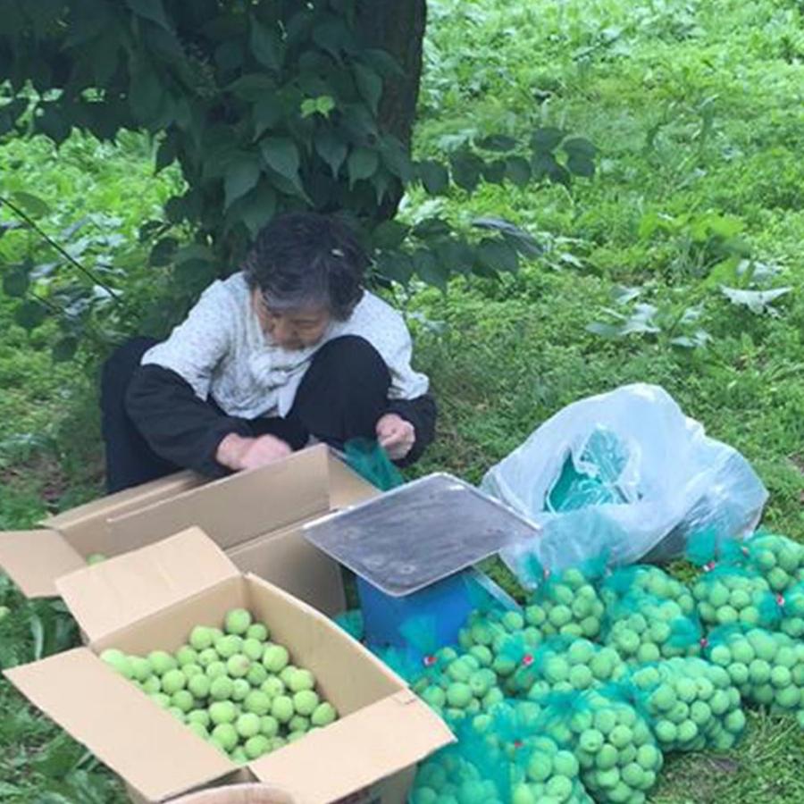 2024年不作の為販売中止 梅 生梅 生 青梅 3kg 産地直送 送料無料 岩手