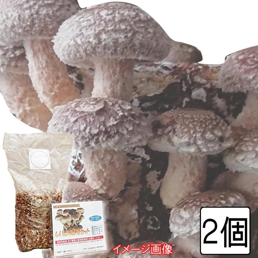 注目ブランドのギフト しいたけ栽培キット 2個セット 室内栽培 家庭菜園 自由研究 園芸 栽培セット 野菜 夏休み お部屋で簡単 キノコ狩り 旬の味覚をたっぷり収穫 Originaljustturkey Com