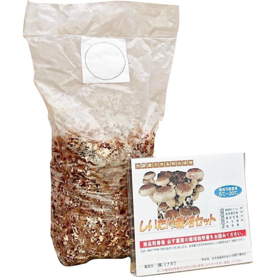 注目ブランドのギフト しいたけ栽培キット 2個セット 室内栽培 家庭菜園 自由研究 園芸 栽培セット 野菜 夏休み お部屋で簡単 キノコ狩り 旬の味覚をたっぷり収穫 Originaljustturkey Com