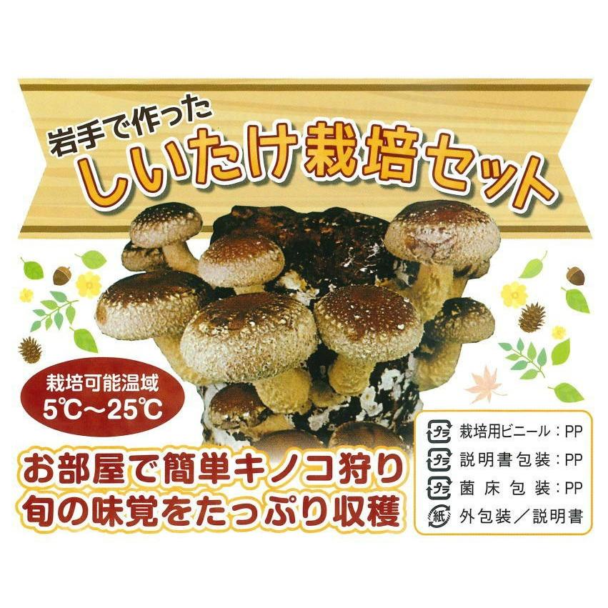 注目ブランドのギフト しいたけ栽培キット 2個セット 室内栽培 家庭菜園 自由研究 園芸 栽培セット 野菜 夏休み お部屋で簡単 キノコ狩り 旬の味覚をたっぷり収穫 Originaljustturkey Com
